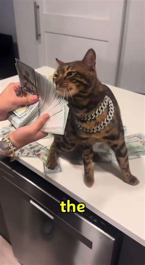 3 Cat Breeds That Are Way Too Smart 🧠🙀 #shorts #cats #smartcat