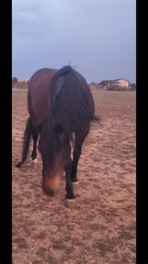 A storm is brewing in Prescott and we need the rain here too. This is Apache's band, and it's time they go to their shelter (yes they have one). Apaches band was pasted back together because we had documented them carefully in the wild before they were removed. They are happy now again thanks to our supporters. #IStandWithWildHorses #WildHorses #alpinewildhorses | Salt River Wild Horse Management Group