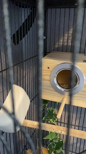Parrotlets new cage setup 😁