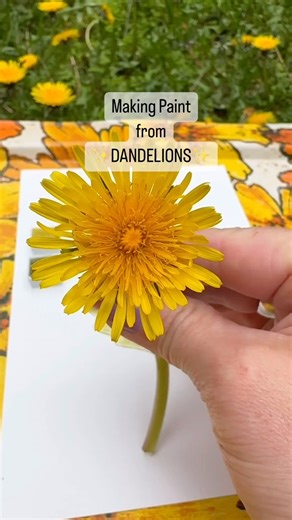 70K views · 1K reactions | It’s an annual spring tradition. Please consider not spraying your lawns with herbicides. Dandelions are early spring food for the bees AND we can eat them too! They are also great for the soil. You can tell I make a lot of dandelion wishes to grow my dandelion lawn! . . #reels #reel #instareel #instareels #reelsinstagram #flowers #lawn #garden #naturaldye #spring #paint #art #paintmaking #ecoart #yellow #artist #science #chemistry | Joanne Green Art | Facebook