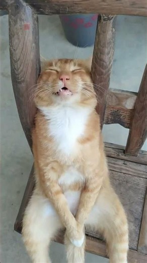 Cute Facts About Cats 🐱❤️ | Amazing Cat Moments #cat
