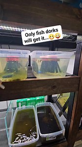 Bigggg dork over here 🤪 #fish #nature #lifehacks | Aquapros