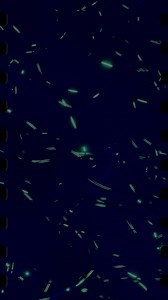 “She Bangs” was a home-run, released on this week back in 2000 (Sept 22). This captivating swirl of Dance, Pop, Salsa, and Latin reached #1 in seven countries, and Top 5 in a ton of others (UK, Canada, Australia). Even the video which was an epic bash filmed in the Bahamas, won Latin Grammy Award for Best Music Video and Billboard’s Music Video Award for Best Clip of the Year. The meaning of the song? Ricky is wildly enraptured with a female he can’t contain, or is it a metaphor of the divine un