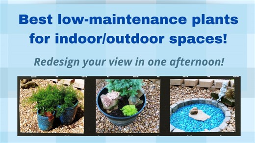 Easy-care plants perfect for screen porches and outdoor areas