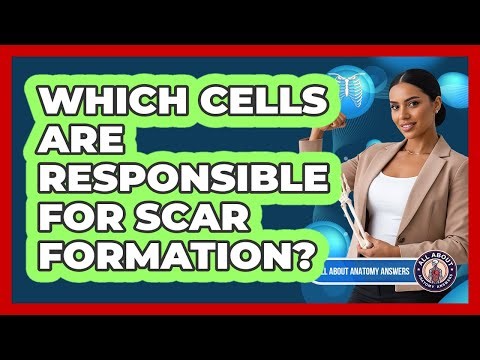 Which Cells Are Responsible For Scar Formation?