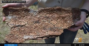 Southern pine beetles killing thousands of trees across Long Island
