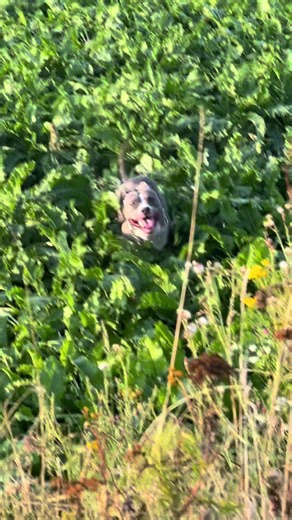 xmichelleebertx on TikTok