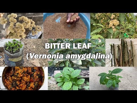 How to Grow Bitter Leaf from Seeds & Its Powerful Health Benefits