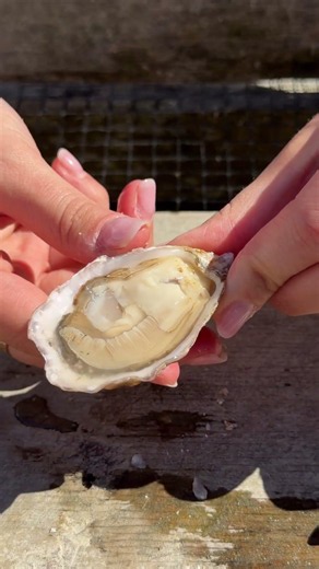 Shucking an oyster fresh from the ocean in Alaska…I don’t think it gets any better than this😭🦪❤️