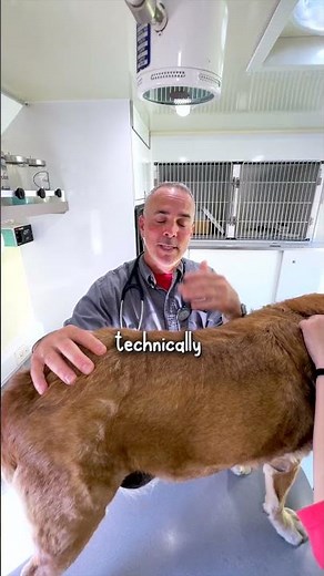 How to tell if your pet has Flea Dirt...