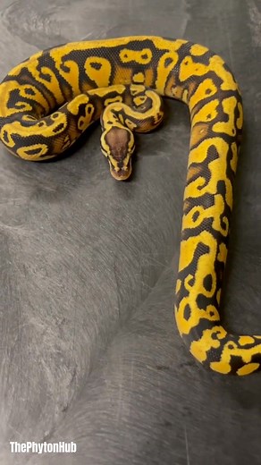 Chromatic Masterpiece ! Morph: Pastel Yellow Belly ​Stop scrolling and take a moment for these vivid colors and exquisite patterns! This isn't just a snake; it's a living piece of art. The contrast between the rich black and luminous yellow is absolutely striking. | The Phyton Hub | Facebook