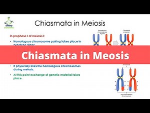 Chiasmata in Meiosis | Cell Cycle