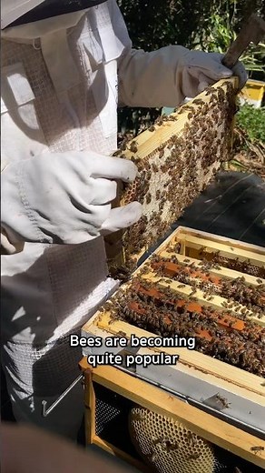 This is how we save the bees