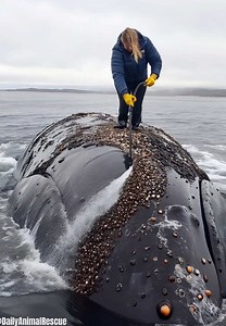 4.8K views · 106 reactions | Cleaning a big whale Rescue worker removing the barnacles from it‘s body❤️ #seacreatures #seaanimals #animalrescue #whale | Live Love Animals | Facebook