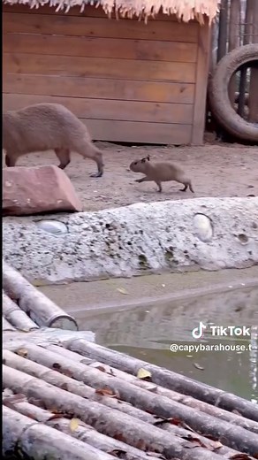 Capybara Adventures: Celebrating Christmas 2025