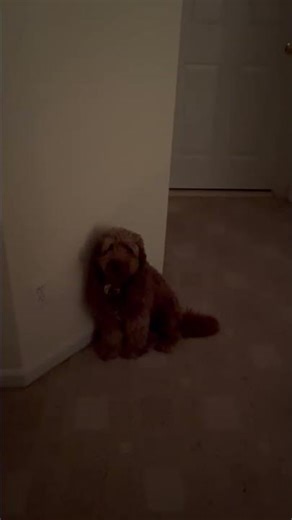 Kai & Khloe’s Bedtime Drama 🐶😂 | Mini Goldendoodles Refuse to Go to Bed!