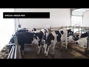 Barn Design for Dairy Cattle