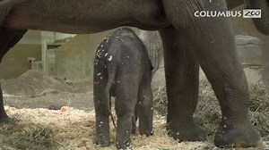 30K views · 1K reactions | Learn more about the elephant calf’s first...