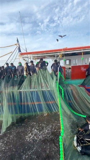 💥EPIC Netholi Catches #fishing #anchovy #fishingvideo #shorts