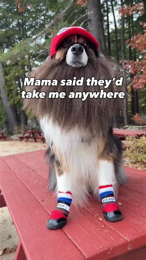 89K views · 1.6K reactions | Winston’s magic shoes are Air Pups! Designed to protect pups’ paws from hot pavement, cold temperatures, ice salt, broken glass, needles, chemicals, dirt, germs, allergens, sharp rocks, thorns, and foxtails. Check out our profile for more.  | AIR PUP | Facebook