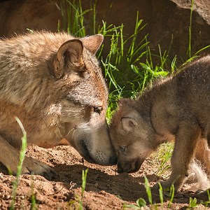 2M views · 2.8K reactions | Trump is attempting to unleash inhumane...