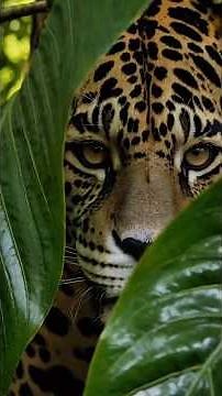 Comment distinguer un guépard d’un léopard et d’un jaguar