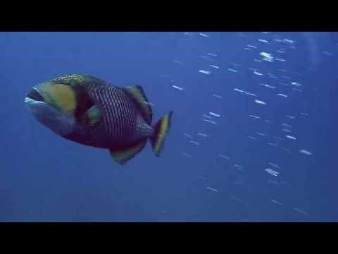 The Big Bad Triggerfish Video: Tubbataha E2