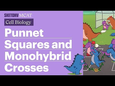 Punnett Squares and Monohybrid Crosses (Full Lesson) | Sketchy MCAT