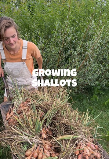 This is how I grow shallots in 5 simple steps. Shallots are similar to onions in the way they taste and the way they are used in the kitchen. I find they are a bit sweeter than onions. Shallots grow in a similar way to garlic - you plant one bulb and it will divide and multiply as grows, producing several bulbs from one original bulb. 🌱 Step 1 - planting. Shallots can be grown from seed or from sets which are immature bulbs. I like to grow them from sets. Once you have your own harvests of shal