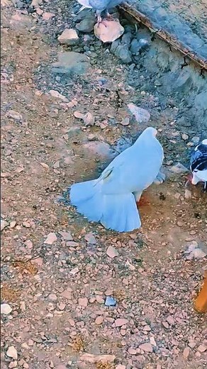 Dancing Pigeon Interaction | Cute Bird Moments #pigeonlaver #kabootarba