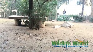 Have you been out to see our lion cubs? They're getting big and enjoying their new exhibit! #lioncubs #cubs | Wildlife World Zoo