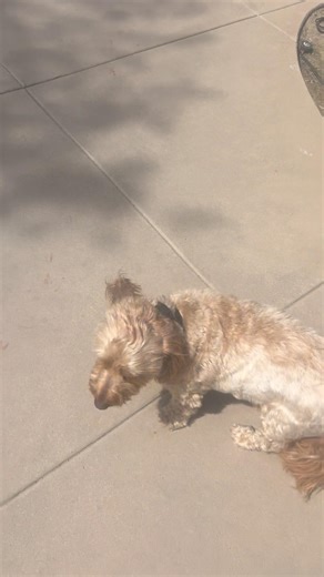 Take 2 “Winston” masters distracted recall, Nala AKA “crack baby” helps #dogshorts #dogtraining