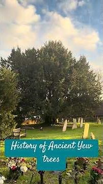 History of ancient Yew trees in churchyards #history #beautiful #trees #ancienthistory