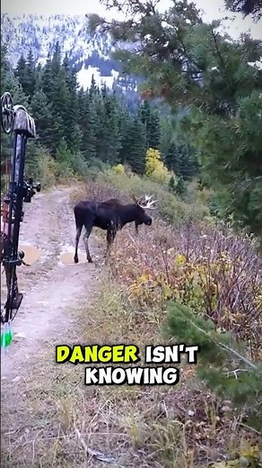 🩸 Creatures That Drink So Much Blood They Can't Handle It! #facts #animals #wildlifeSome