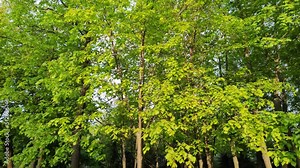 Green forest with deciduous trees. A magical forest in a beautiful city park. The crowns of tall trees in the soft sunlight