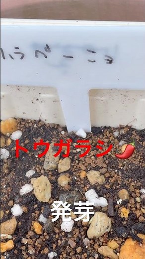唐辛子🌶️ハラペーニョ発芽！ #トウガラシ #唐辛子 #とうがらし栽培 #とうがらし #唐辛子栽培