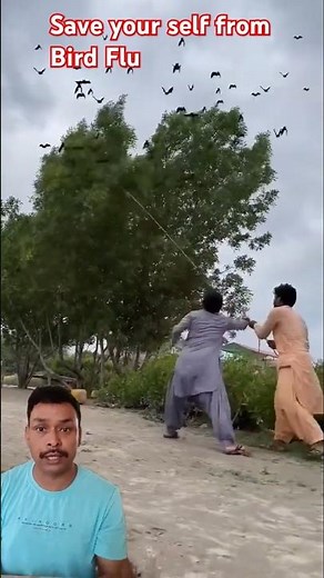 Catching Bats with Just a Box? Genius or Crazy? #birds #nature #trending