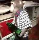 Japanese Restuarant Hires Monkey Waiters