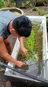 Propagating aquatic plants in submersed form 🌿 | Deric Fernandez