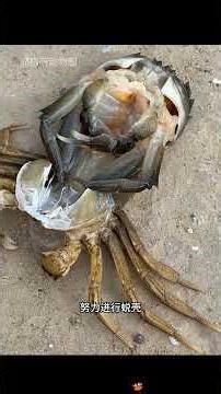 女子蒸螃蟹时，竟发现一只螃蟹向自己叩首求救，得知原因为之感动 #animals #奇妙的動物