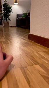 Playing with kitty 🐈 | Cats Love