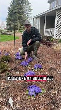 Perennials for Your Spring Garden | Walters Gardens