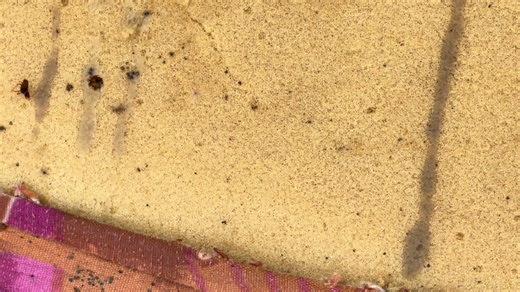 Effective Bed Bug Fumigation Techniques