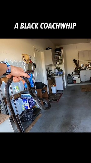 13K views · 152 reactions | This black snake is a Red Racer, even though it's not red ... and it's also not a "racer". This is the common name assigned to the local subspecies of Coachwhip, which can be a little confusing. This one was hanging out in a garage and got a ride to suitable habitat nearby. | Rattlesnake Solutions | Facebook