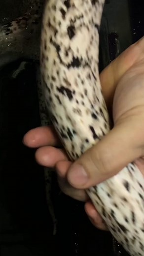 🐍👀❤️ #snake #animals #wildlife #reticulatedpython #retic #reptile #foryou #satisfying #asmr #oddlysatisfyingvideo