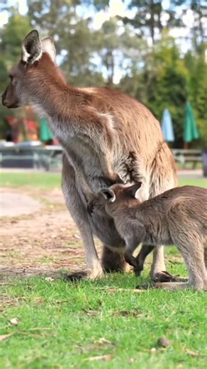 kangaroos are exceptional 👌