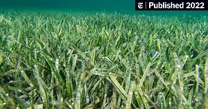 The World’s Largest Plant Is a Self-Cloning Sea Grass in Australia
