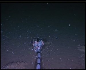 6.5K views · 93 reactions | In this video you can see live scavenging...