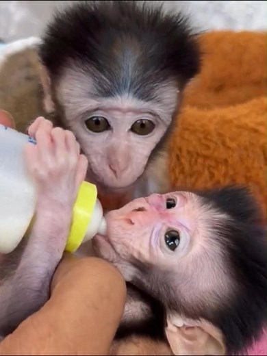 4.7K views · 101 reactions | Warm cuddling small baby monkey | Best Videos | Facebook