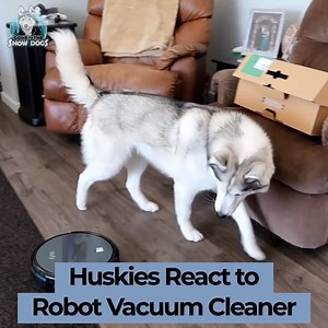 685K views · 2.1K reactions | Huskies React to Robot Vacuum Cleaner  | Gone to the Snow Dogs | Facebook